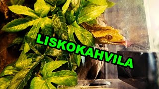 Harri, olet lisko.. kahvilassa? 🦎 pikkukuva