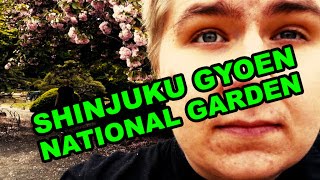 Kirsikankukkia kansallispuistossa Tokiossa 🌸 pikkukuva