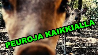 Naran peurat ja niistä tehdyt keksit?! #osaka ✌️😻 pikkukuva