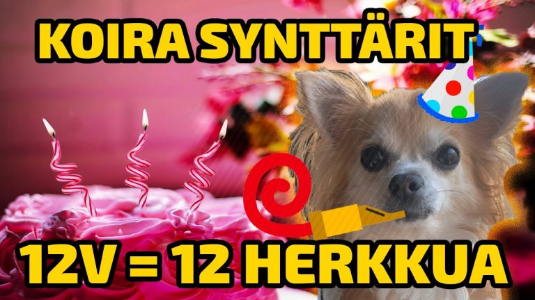 KOIRA SYNTTÄRIT - ONNIMANNI 12V = 12 HERKKUA! pikkukuva